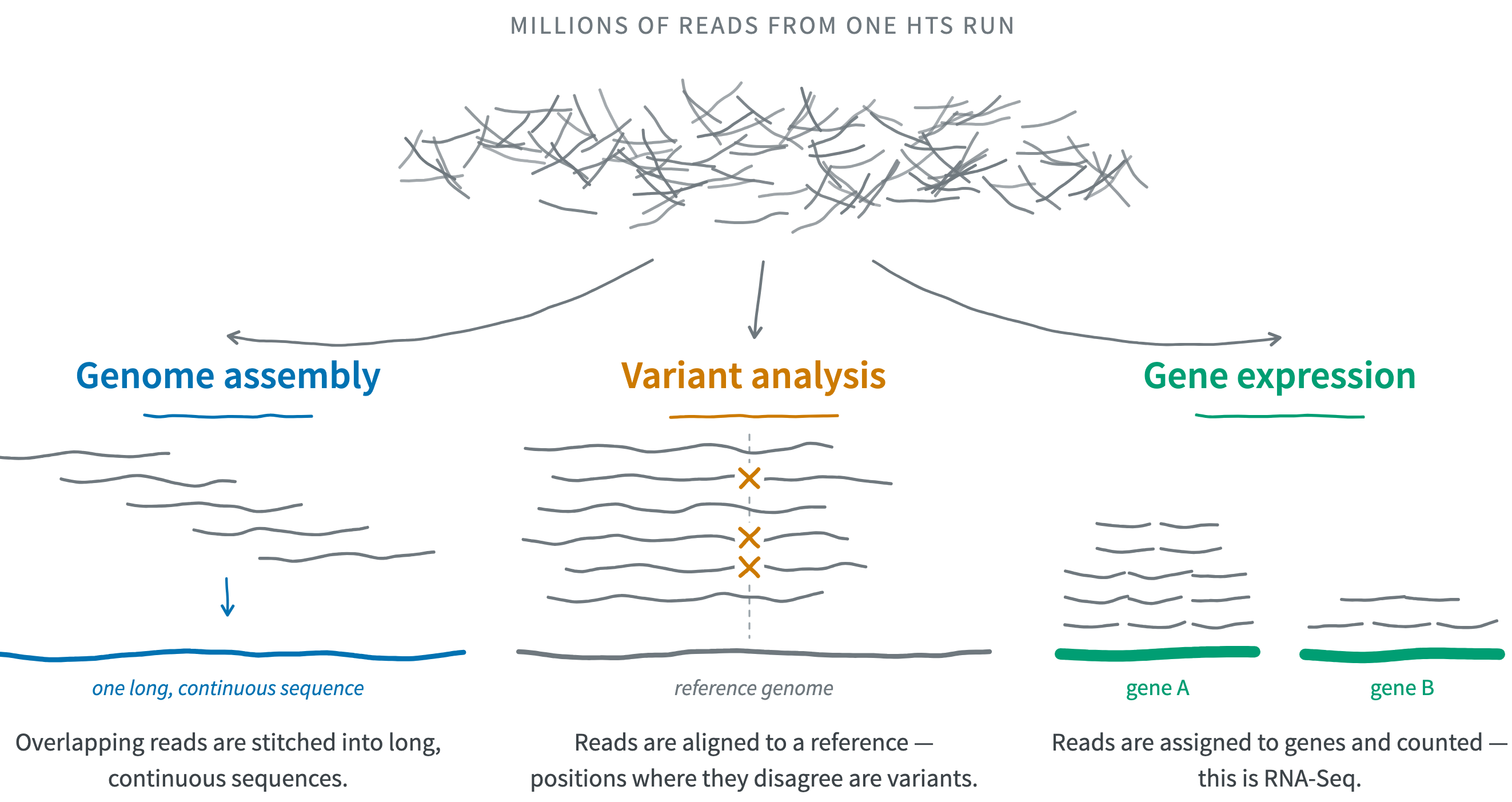 Three HTS applications sketched from one starting point. At the top, a dense, unstructured pile of short reads labelled millions of reads from one HTS run, with three arrows fanning down. Left, genome assembly: five reads arranged as a staircase so each overlaps the one above, an arrow, and a single long blue line labelled one long, continuous sequence. Middle, variant analysis: six reads aligned above a grey reference genome line, with an amber cross at the same column in three of the six. Right, gene expression: reads sorted into two stacks, a tall stack over a teal bar labelled gene A and a short stack over a bar labelled gene B.