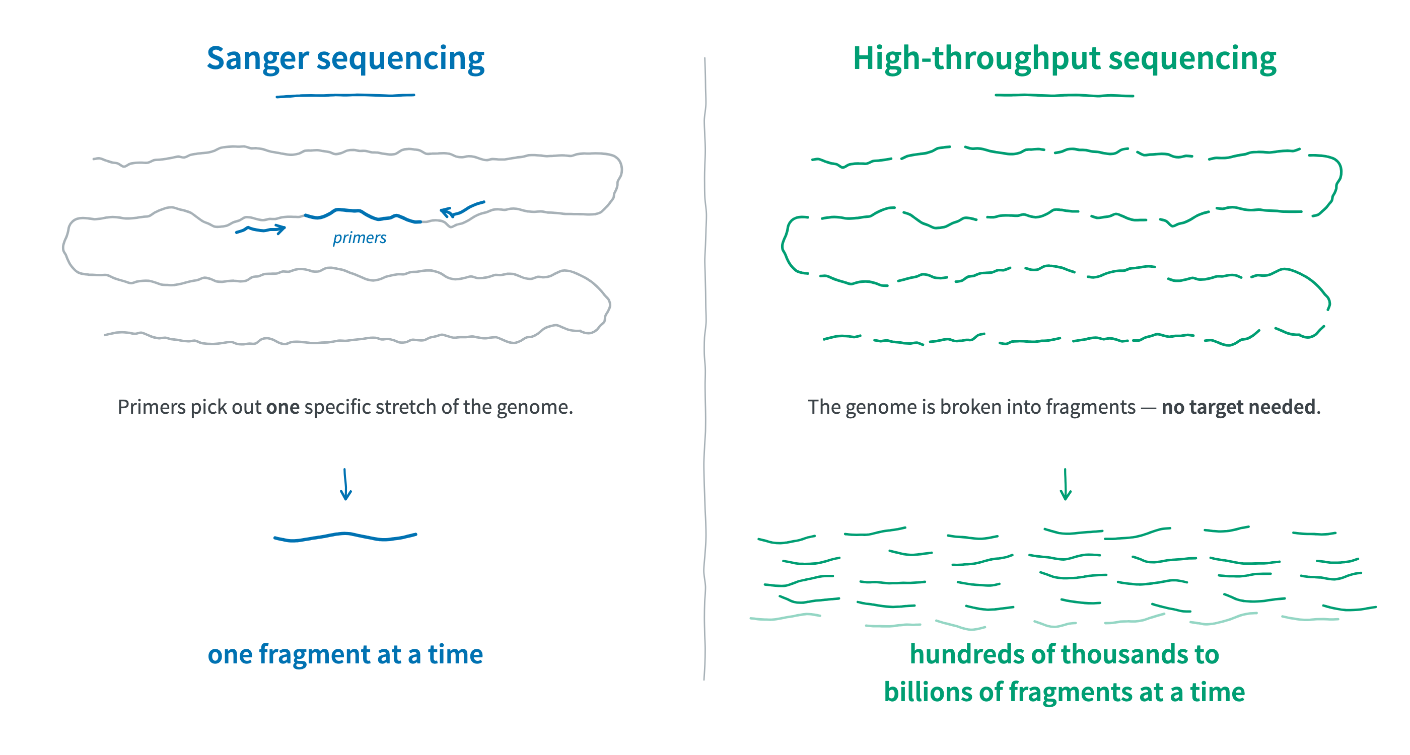 Two panels comparing what is sequenced. Left, Sanger sequencing: a folded, squiggly genome drawn in grey with one short stretch highlighted in blue, flanked by two primers pointing inwards; below it, a single blue fragment, labelled one fragment at a time. Right, high-throughput sequencing: the same squiggly genome, now broken into many teal fragments; below it, a large pile of teal fragments, labelled hundreds of thousands to billions of fragments at a time.